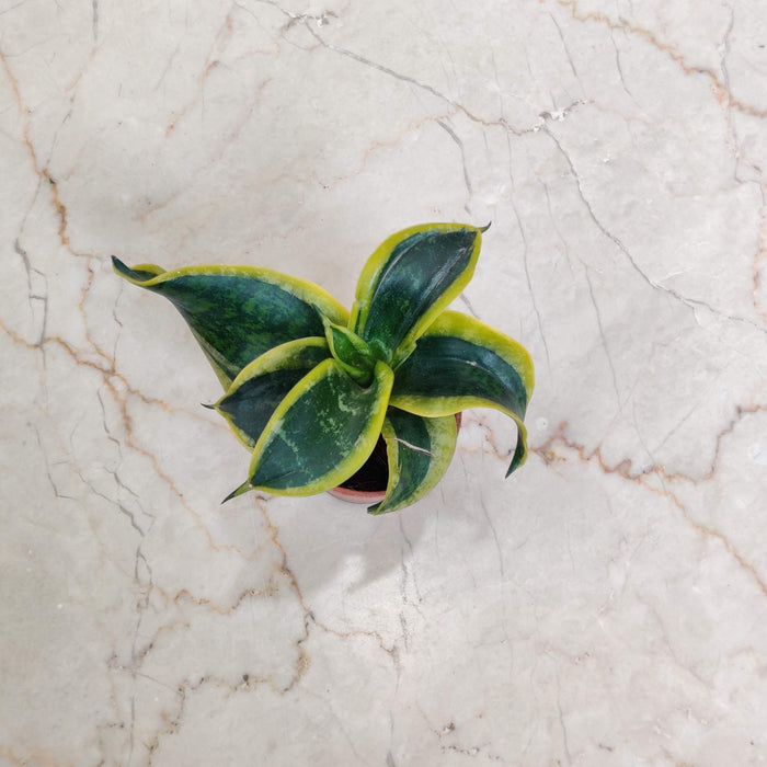Sansevieria 'Tornado' 5.5 cm pot