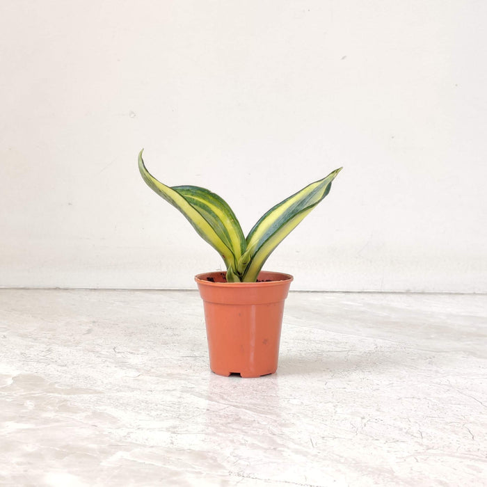 Sansevieria 'Crooked' 5.5 cm pot