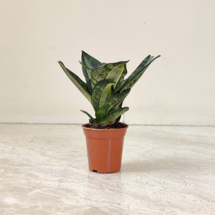 Sansevieria Trifasciata Hahnii Silver Zebra 5.5 cm pot