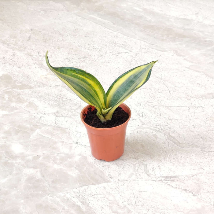 Sansevieria 'Crooked' 5.5 cm pot