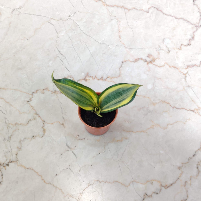 Sansevieria 'Crooked' 5.5 cm pot