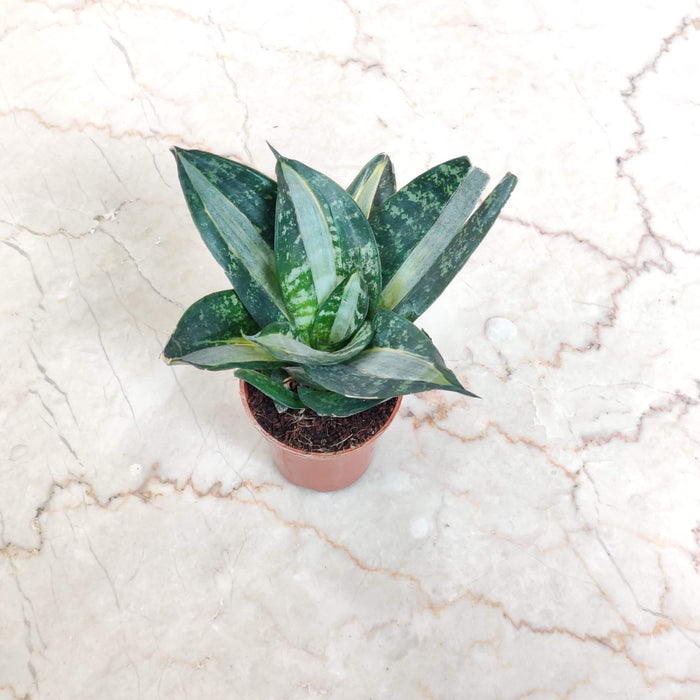 Sansevieria Trifasciata Hahnii Silver Zebra 5.5 cm pot