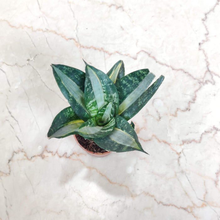 Sansevieria Trifasciata Hahnii Silver Zebra 5.5 cm pot