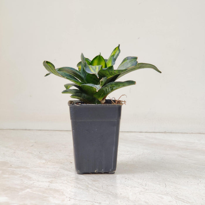 Sansevieria Trifasciata Hahnii Silver Zebra 8.5 cm pot