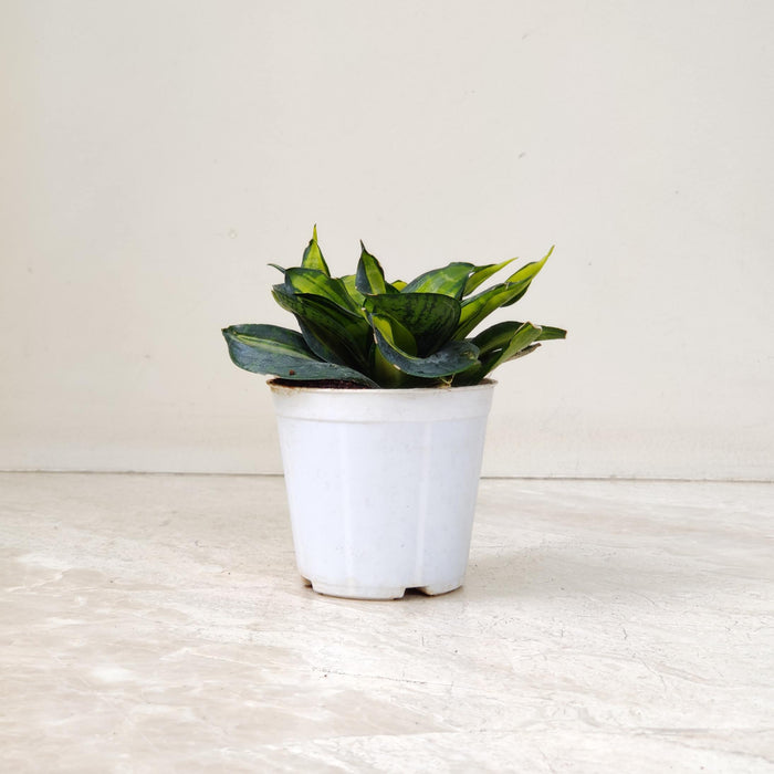 Sansevieria Trifasciata Hahnii Silver Zebra  10 cm pot