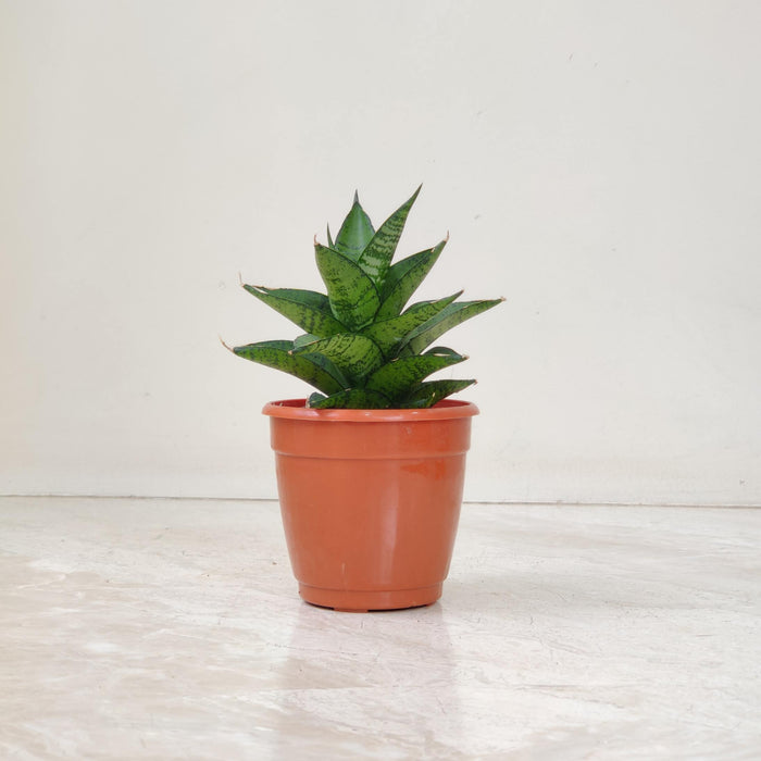 Sansevieria Gabriflla 10 cm pot
