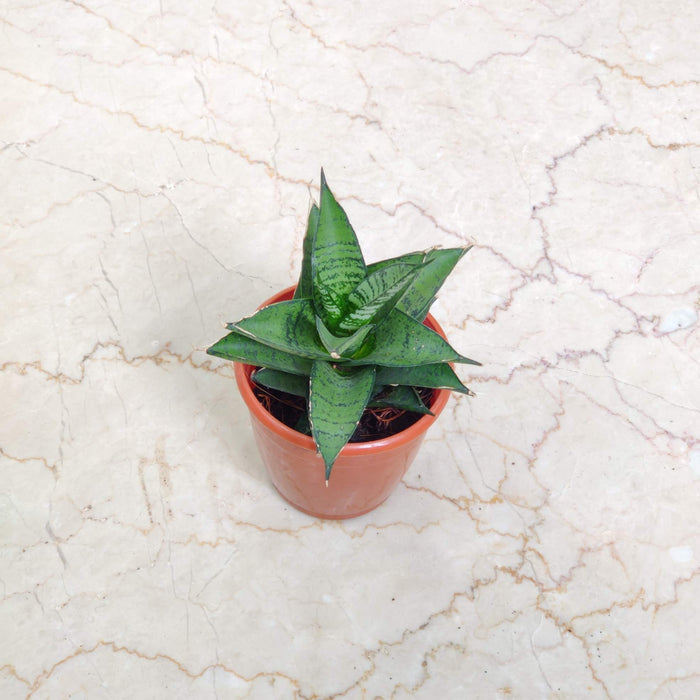 Sansevieria Gabriflla 10 cm pot