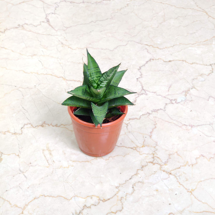 Sansevieria Gabriflla 10 cm pot