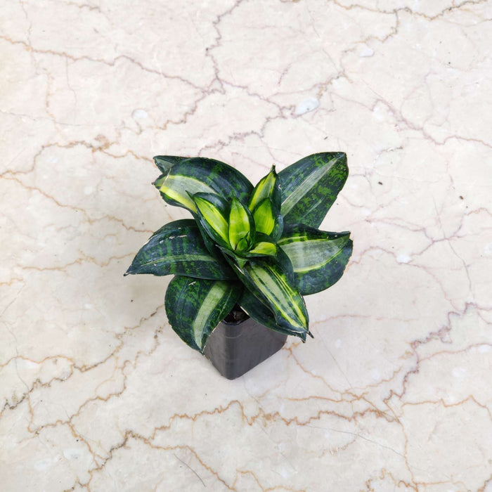 Sansevieria Trifasciata Hahnii Silver Zebra 8.5 cm pot
