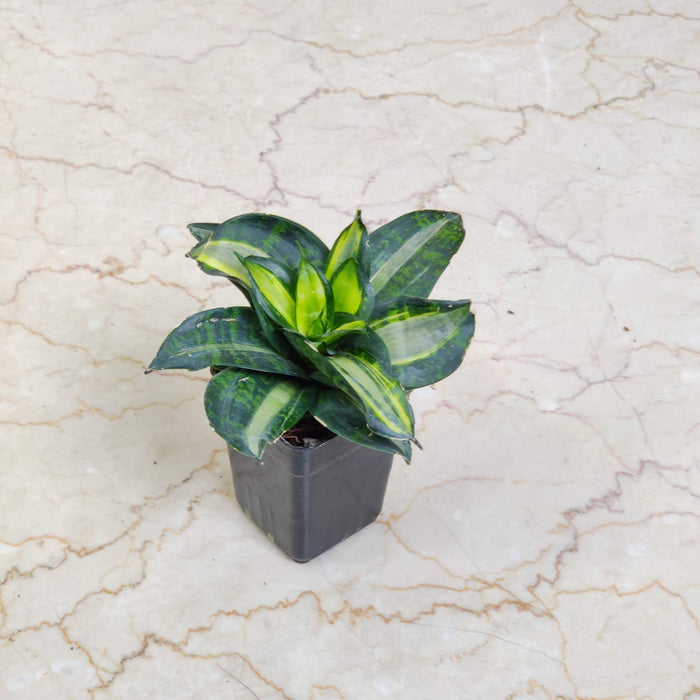 Sansevieria Trifasciata Hahnii Silver Zebra 8.5 cm pot