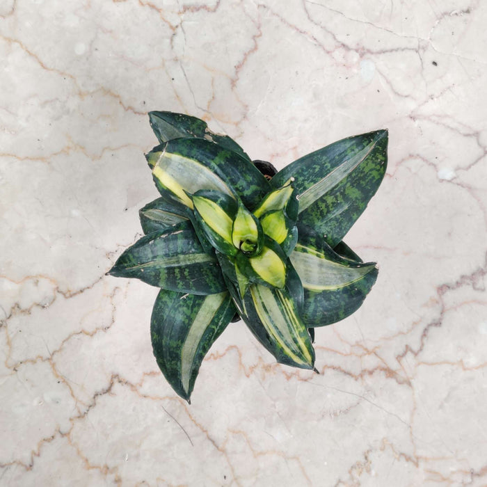 Sansevieria Trifasciata Hahnii Silver Zebra 8.5 cm pot