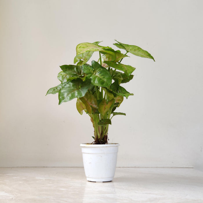 Syngonium 'Mirabel' 10 cm pot