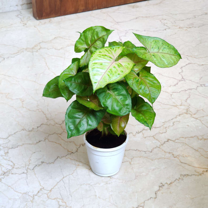 Syngonium 'Mirabel' 10 cm pot