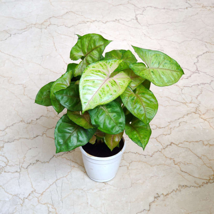 Syngonium 'Mirabel' 10 cm pot