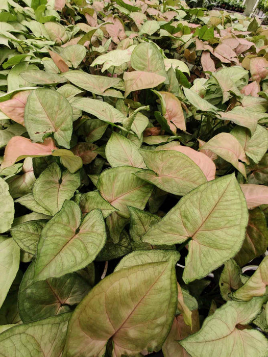 Syngonium 'Mirabel' 10 cm pot