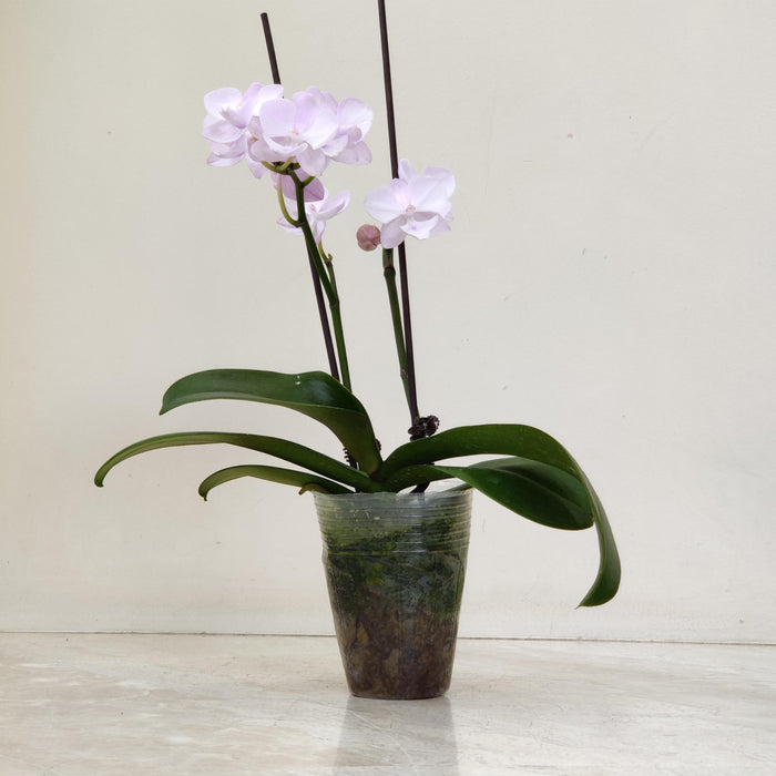 Phalaenopsis Orhicd