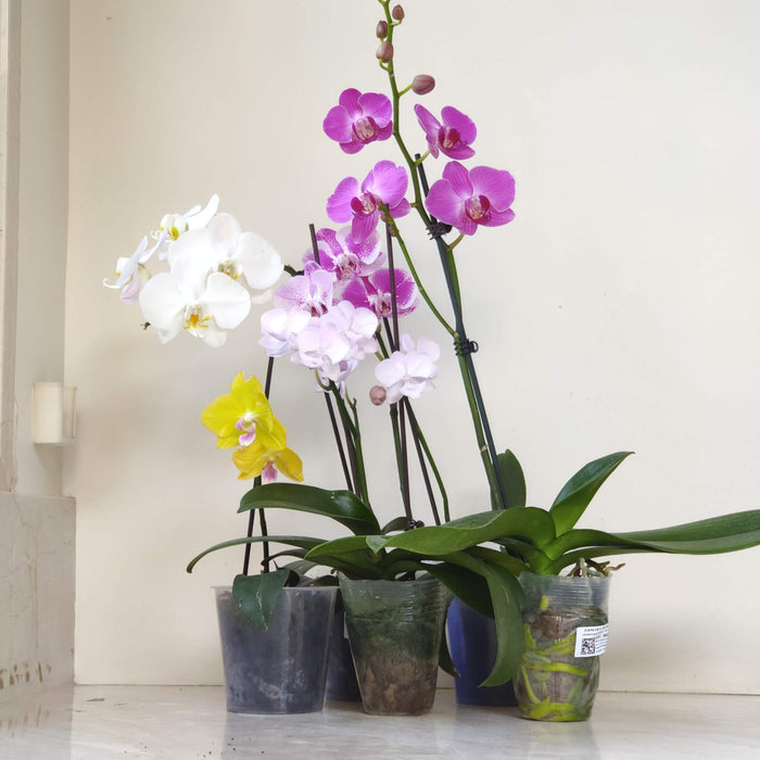Phalaenopsis Orhicd