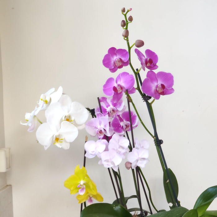 Phalaenopsis Orhicd