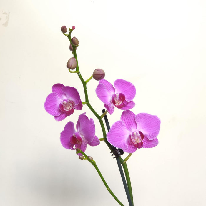 Phalaenopsis Orhicd