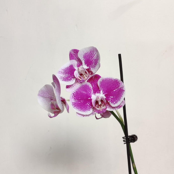 Phalaenopsis Orhicd