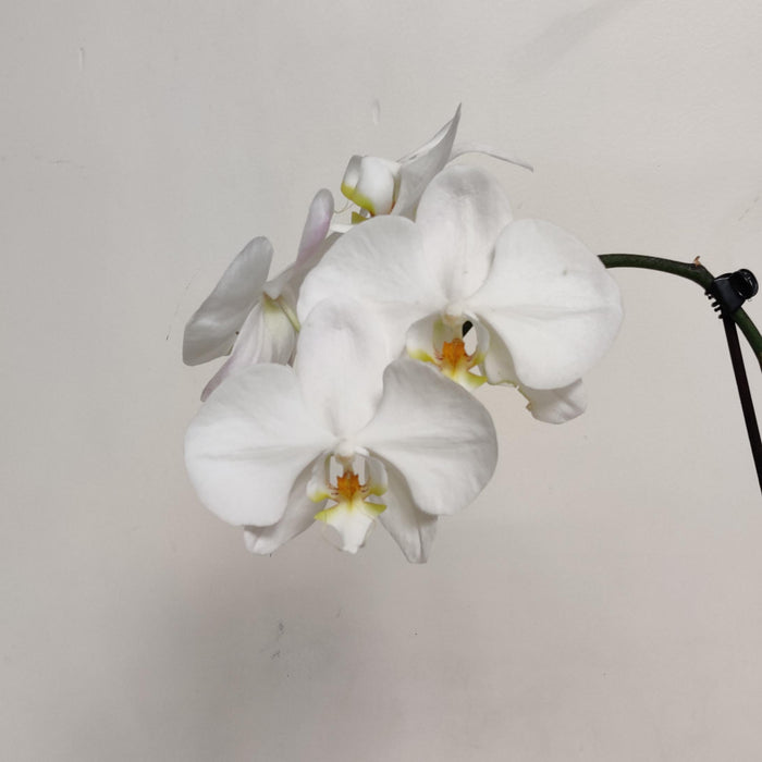 Phalaenopsis Orhicd