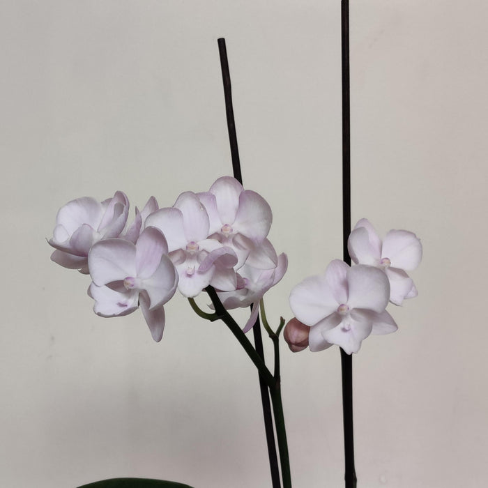 Phalaenopsis Orhicd