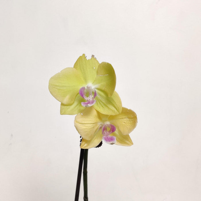 Phalaenopsis Orhicd