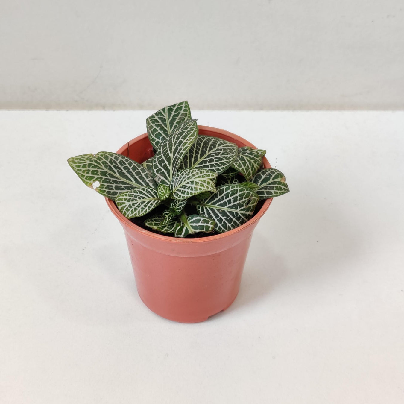 Fittonia Plants - Nerve Plants