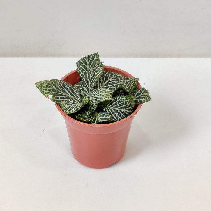 Fittonia Root Bridges 'Green' Plants  5.5 cm pot