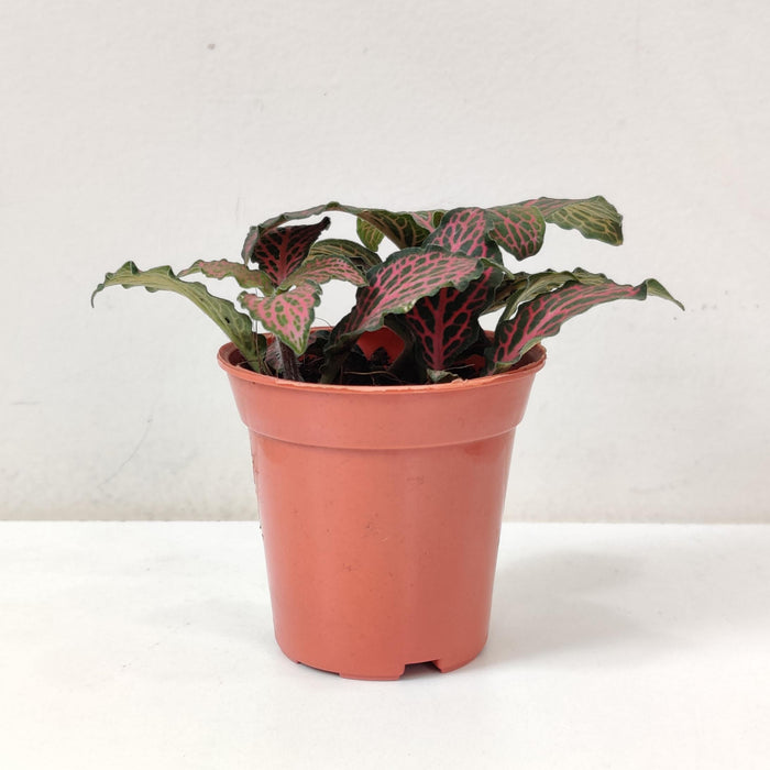 Fittonia 'Red' Plants  5.5 cm pot