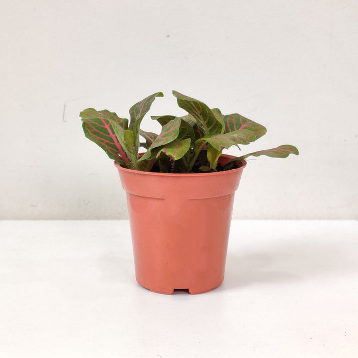 Fittonia 'Red Vein Plants  5.5 cm pot