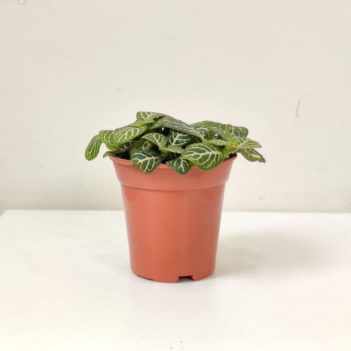 Fittonia yellow Green plants 5.5 cm pot