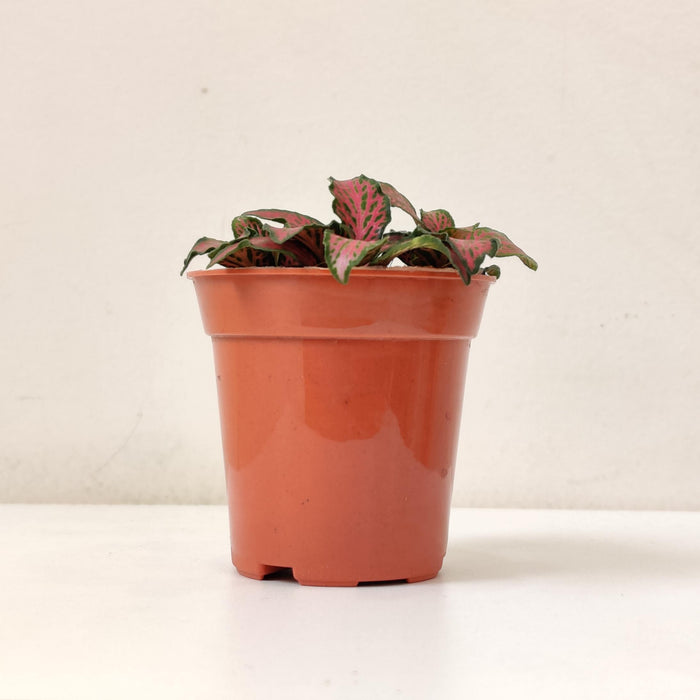 Fittonia 'Red Cloud Plant  5.5 cm pot
