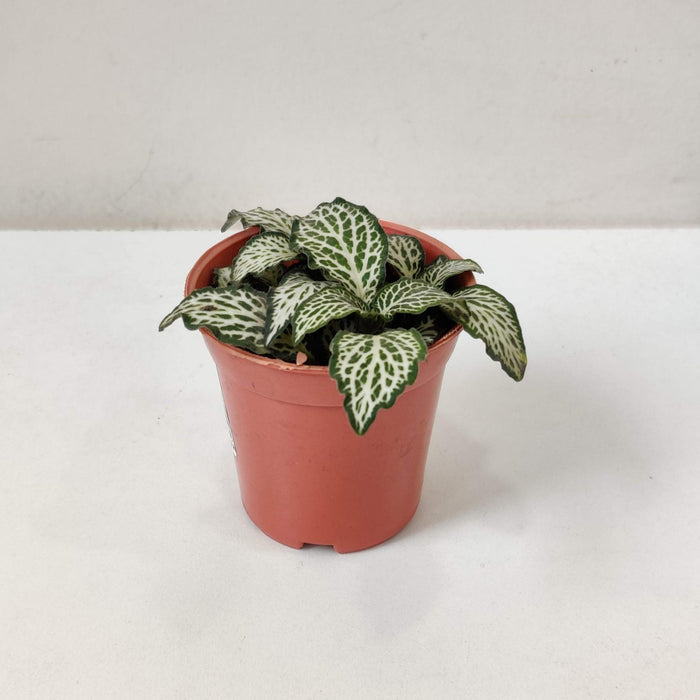 Fittonia White Green Plants 5.5 cm pot