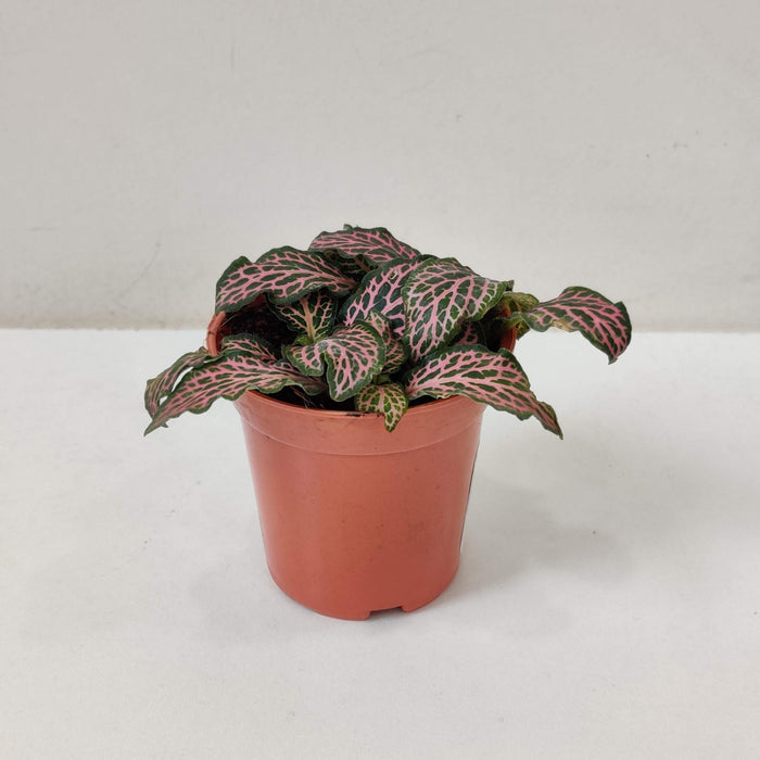 Fittonia 'Pink' plants 5.5 cm pot