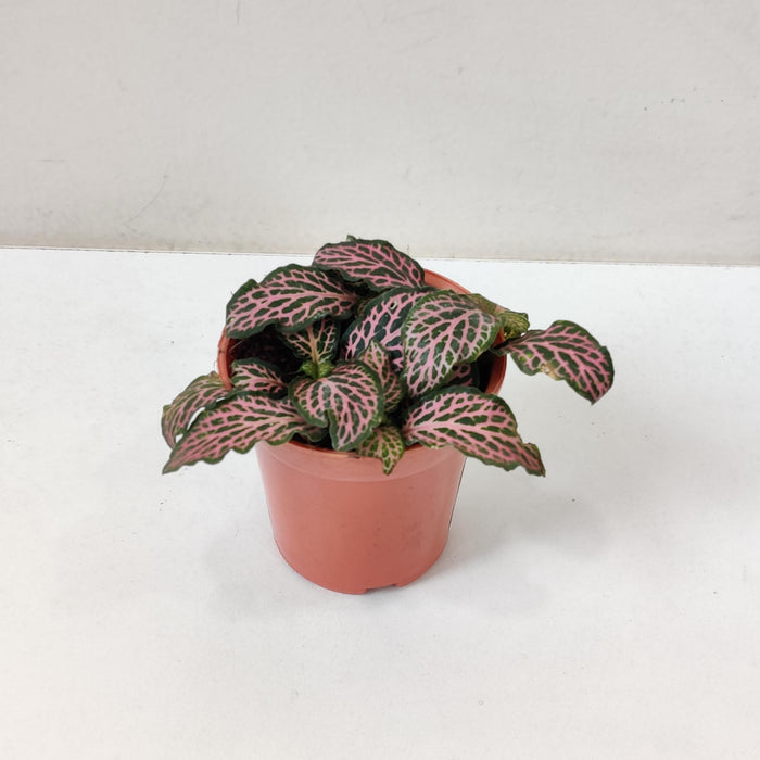 Fittonia 'Pink' plants 5.5 cm pot