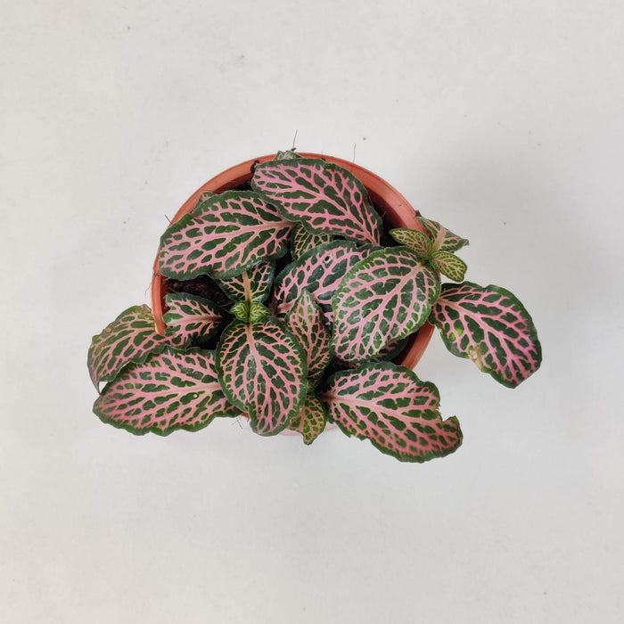 Fittonia 'Pink' plants 5.5 cm pot