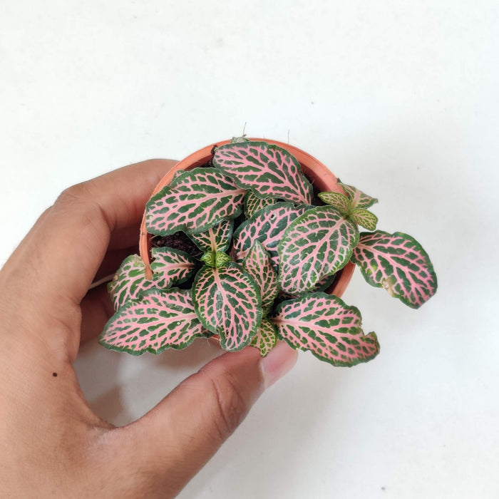 Fittonia 'Pink' plants 5.5 cm pot