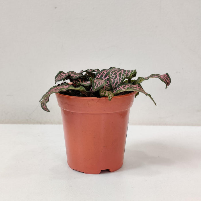 Fittonia 'Pink' plants 5.5 cm pot