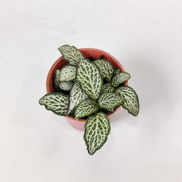 Fittonia White Green Plants 5.5 cm pot