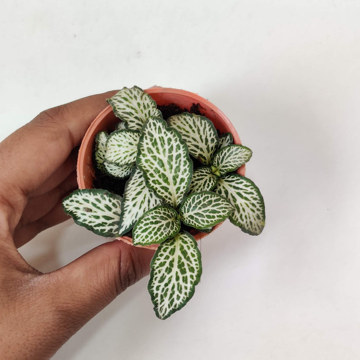Fittonia White Green Plants 5.5 cm pot
