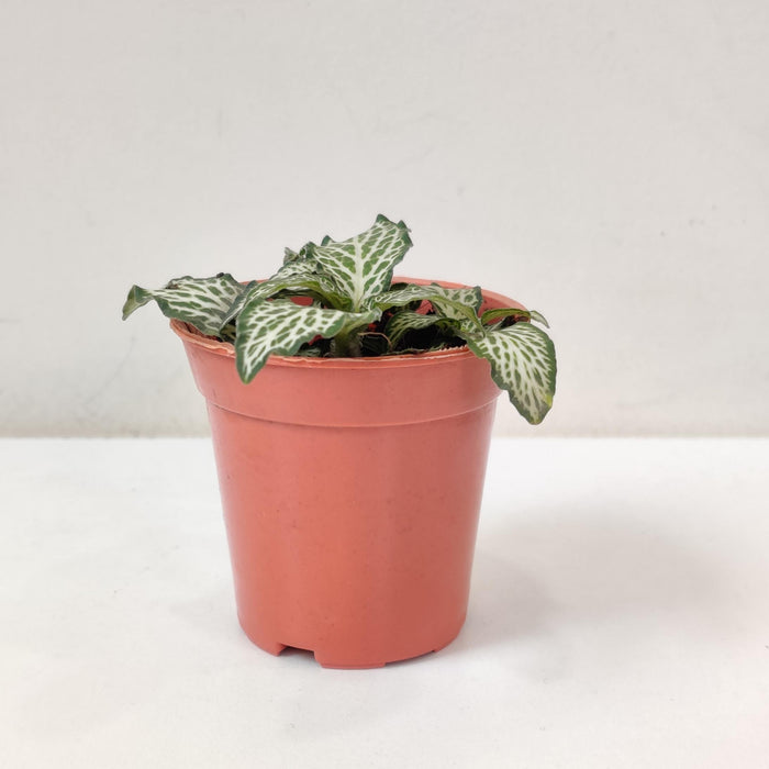 Fittonia White Green Plants 5.5 cm pot
