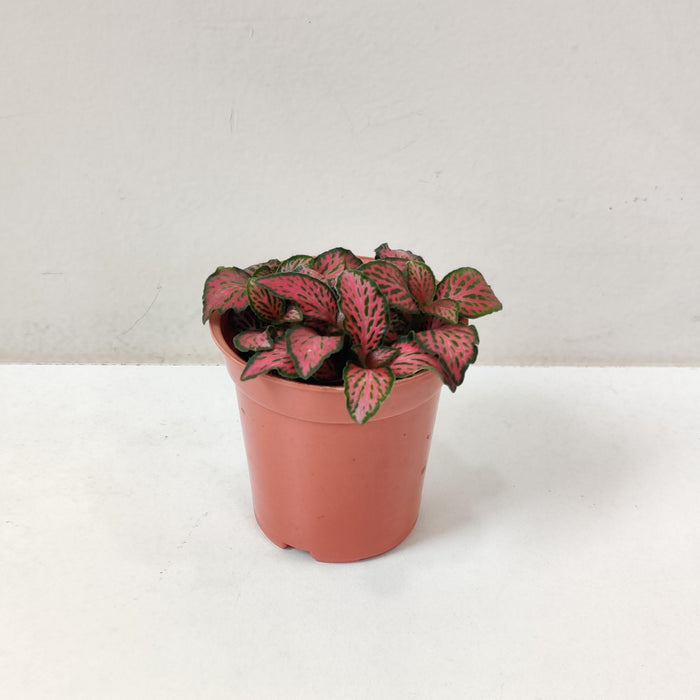 Fittonia 'Red Cloud Plant  5.5 cm pot