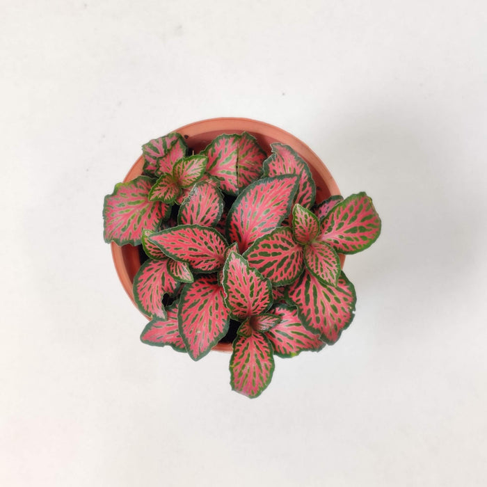 Fittonia 'Red Cloud Plant  5.5 cm pot