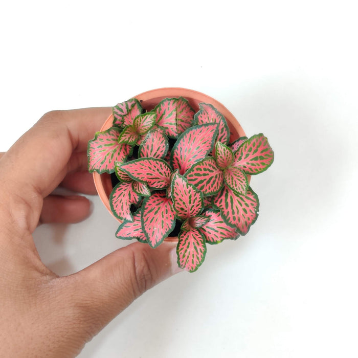 Fittonia 'Red Cloud Plant  5.5 cm pot