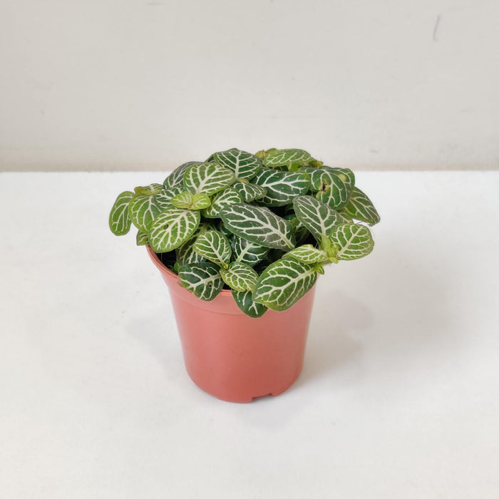 Fittonia yellow Green plants 5.5 cm pot