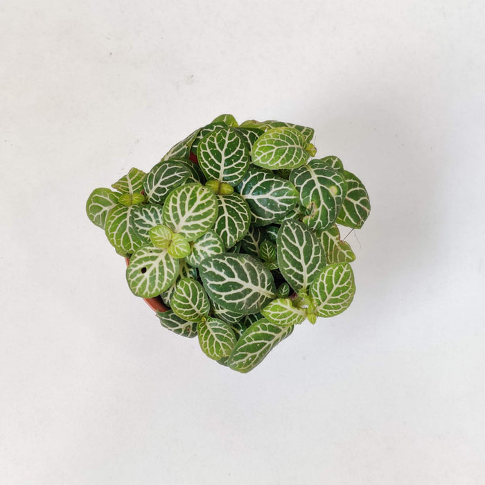 Fittonia yellow Green plants 5.5 cm pot