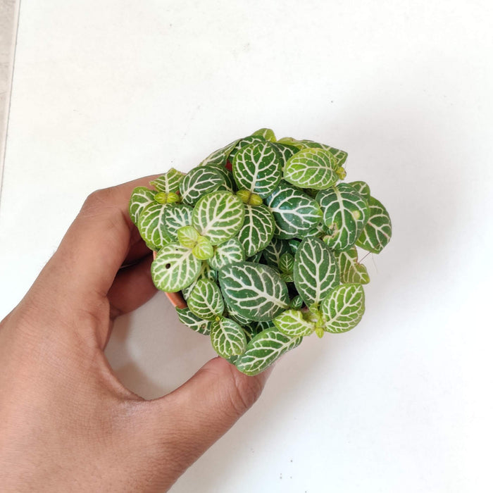 Fittonia yellow Green plants 5.5 cm pot