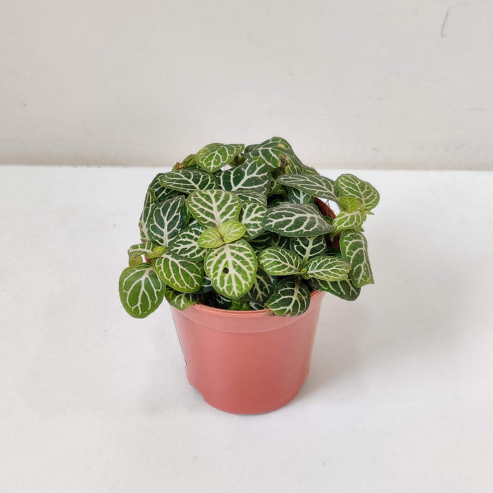 Fittonia yellow Green plants 5.5 cm pot