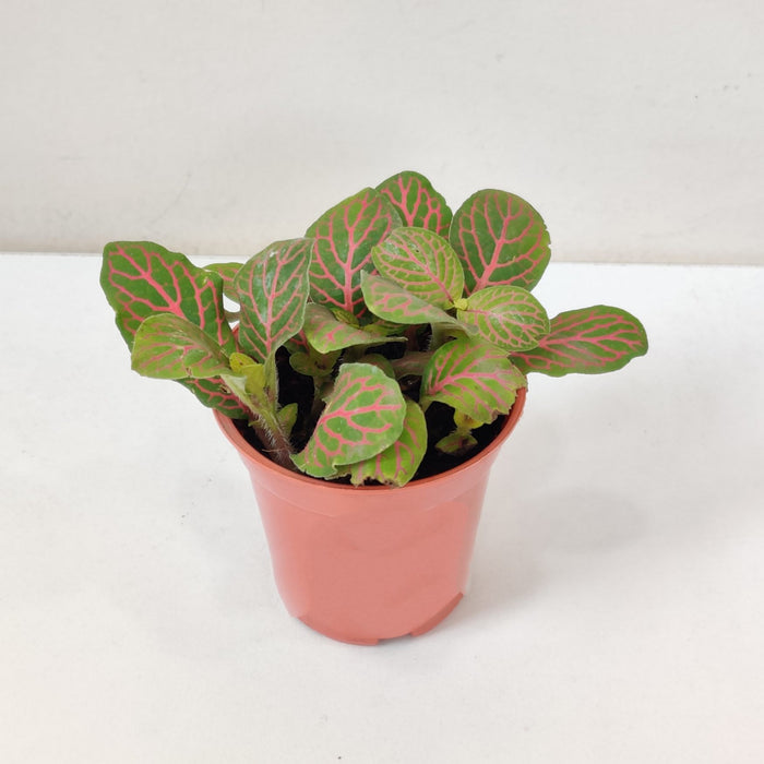 Fittonia 'Red Vein Plants  5.5 cm pot